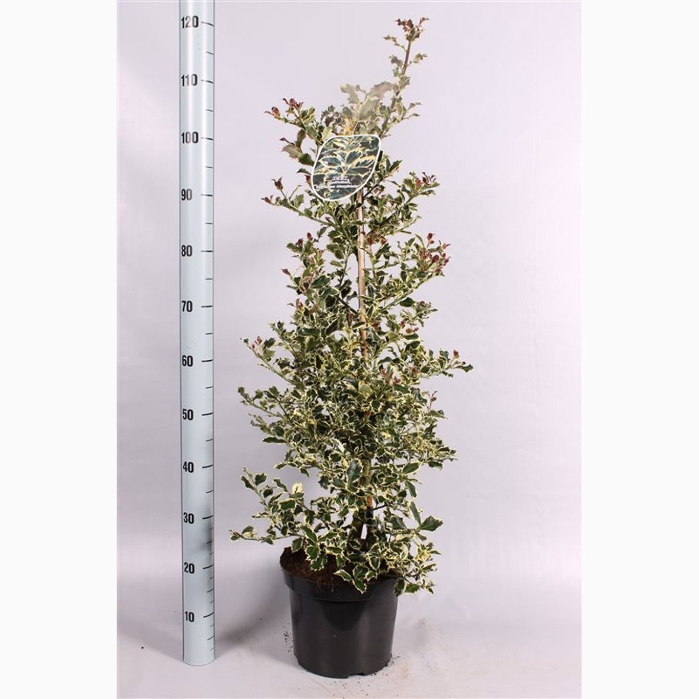 Järnek – Ilex aquifolium 'Argentea Marginata' - C7.5 60-80 CM